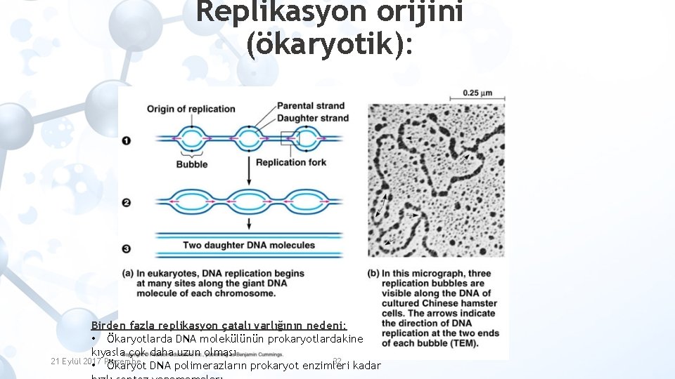 Replikasyon orijini (ökaryotik): Birden fazla replikasyon çatalı varlığının nedeni: • Ökaryotlarda DNA molekülünün prokaryotlardakine