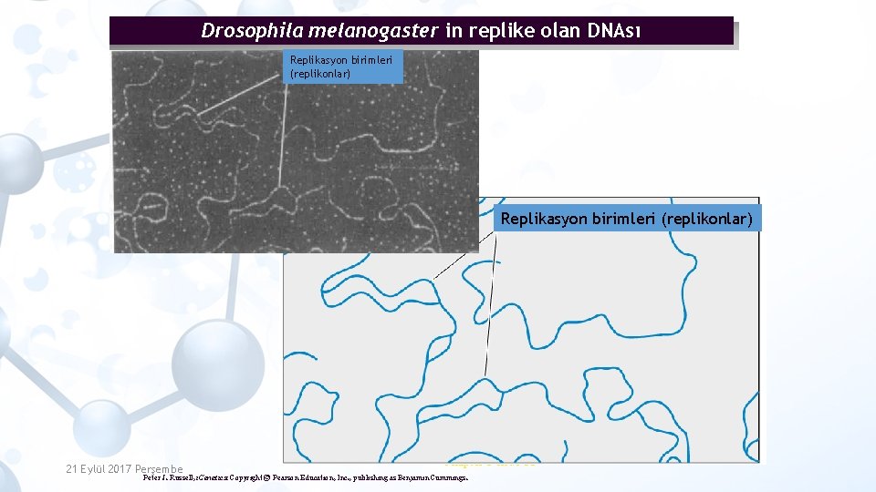 Drosophila melanogaster in replike olan DNAsı Replikasyon birimleri (replikonlar) 21 Eylül 2017 Perşembe Chapter