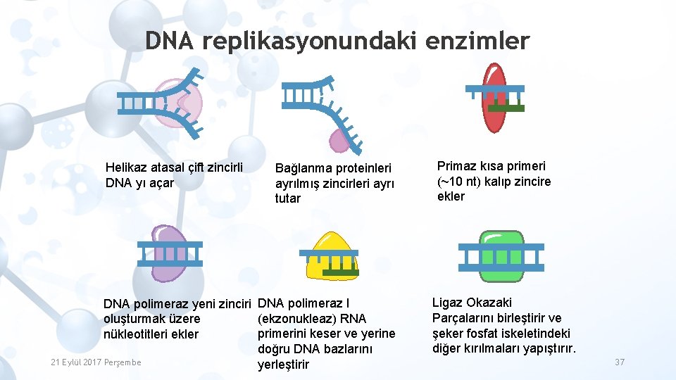 DNA replikasyonundaki enzimler Helikaz atasal çift zincirli DNA yı açar Bağlanma proteinleri ayrılmış zincirleri