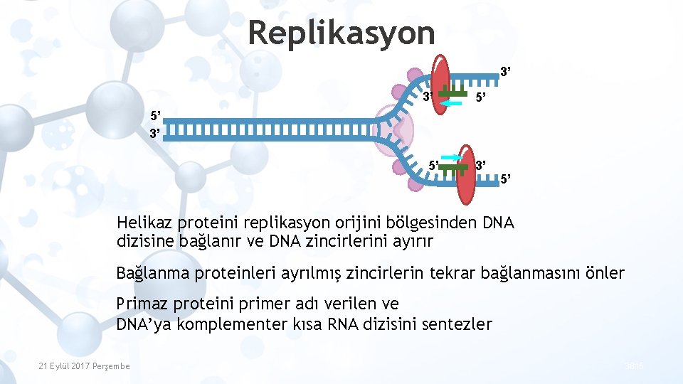 Replikasyon 3’ 3’ 5’ 5’ 3’ 5’ Helikaz proteini replikasyon orijini bölgesinden DNA dizisine