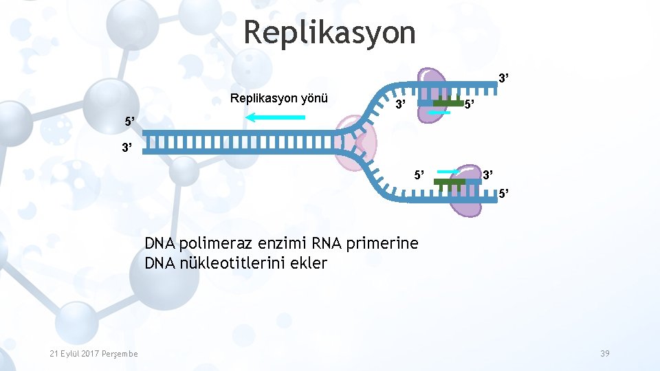 Replikasyon 3’ Replikasyon yönü 3’ 5’ 5’ 3’ 5’ DNA polimeraz enzimi RNA primerine