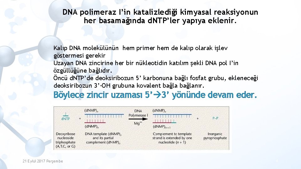 DNA polimeraz I’in katalizlediği kimyasal reaksiyonun her basamağında d. NTP’ler yapıya eklenir. Kalıp DNA