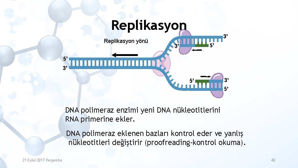 Replikasyon yönü 3’ 5’ DNA polimeraz enzimi yeni DNA nükleotitlerini RNA primerine ekler. DNA