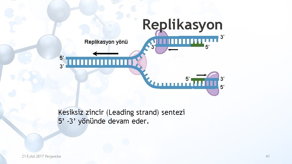Replikasyon yönü 3’ 3’ 5’ 5’ 3’ 5’ Kesiksiz zincir (Leading strand) sentezi 5’