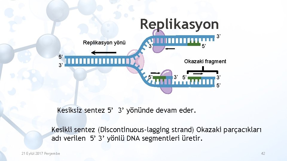 Replikasyon 3’ Replikasyon yönü 3’ 5’ 5’ Okazaki fragment 3’ 5’ Kesiksiz sentez 5’