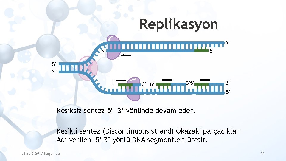 Replikasyon 3’ 5’ 3’ 5’ Kesiksiz sentez 5’ 3’ yönünde devam eder. Kesikli sentez