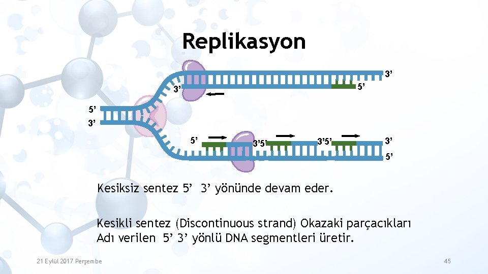 Replikasyon 3’ 5’ 3’ 5’ Kesiksiz sentez 5’ 3’ yönünde devam eder. Kesikli sentez