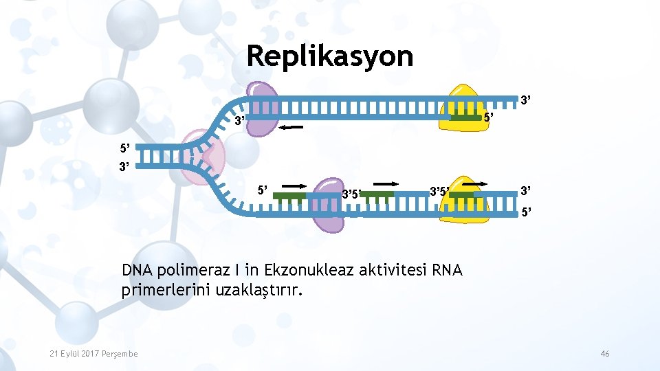 Replikasyon 3’ 5’ 3’ 5’ DNA polimeraz I in Ekzonukleaz aktivitesi RNA primerlerini uzaklaştırır.