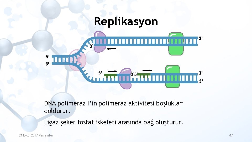 Replikasyon 3’ 3’ 5’ DNA polimeraz I’in polimeraz aktivitesi boşlukları doldurur. Ligaz şeker fosfat