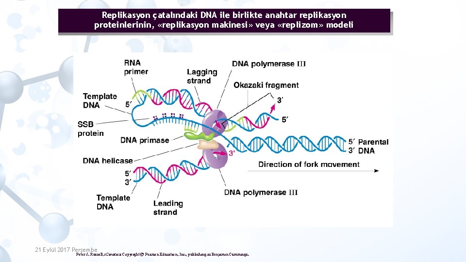 Replikasyon çatalındaki DNA ile birlikte anahtar replikasyon proteinlerinin, «replikasyon makinesi» veya «replizom» modeli 21