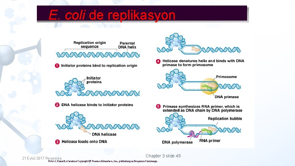 E. coli de replikasyon 21 Eylül 2017 Perşembe Chapter 3 slide 49 Peter J.
