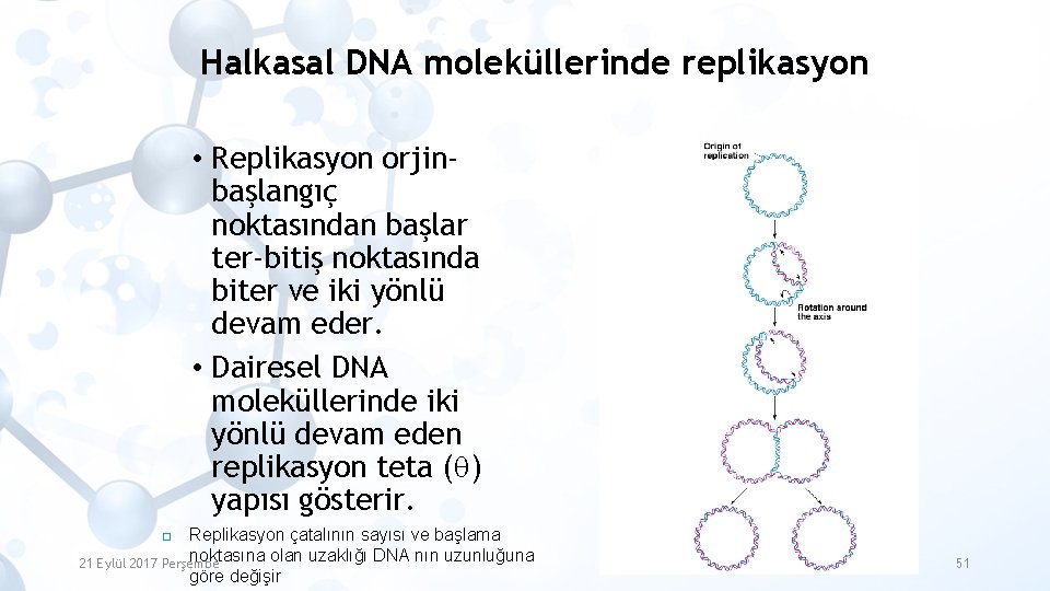 Halkasal DNA moleküllerinde replikasyon • Replikasyon orjinbaşlangıç noktasından başlar ter-bitiş noktasında biter ve iki