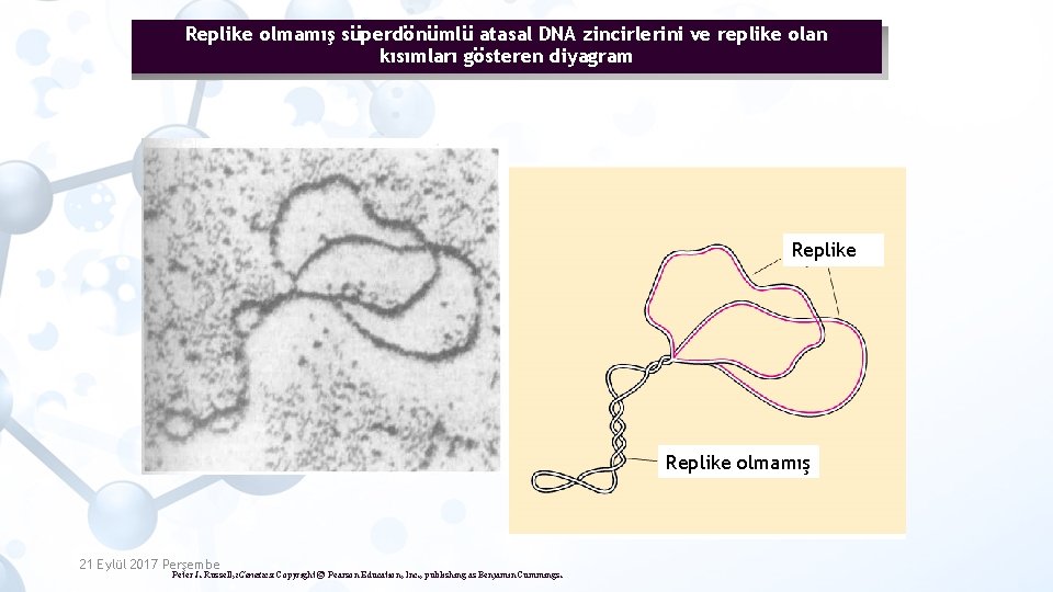 Replike olmamış süperdönümlü atasal DNA zincirlerini ve replike olan kısımları gösteren diyagram Replike olmamış