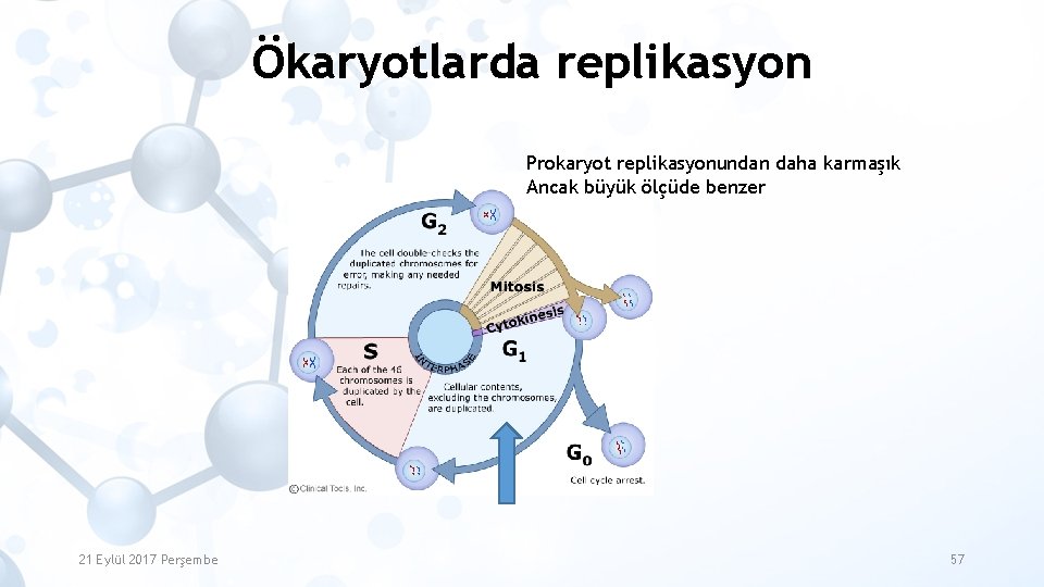 Ökaryotlarda replikasyon Prokaryot replikasyonundan daha karmaşık Ancak büyük ölçüde benzer 21 Eylül 2017 Perşembe