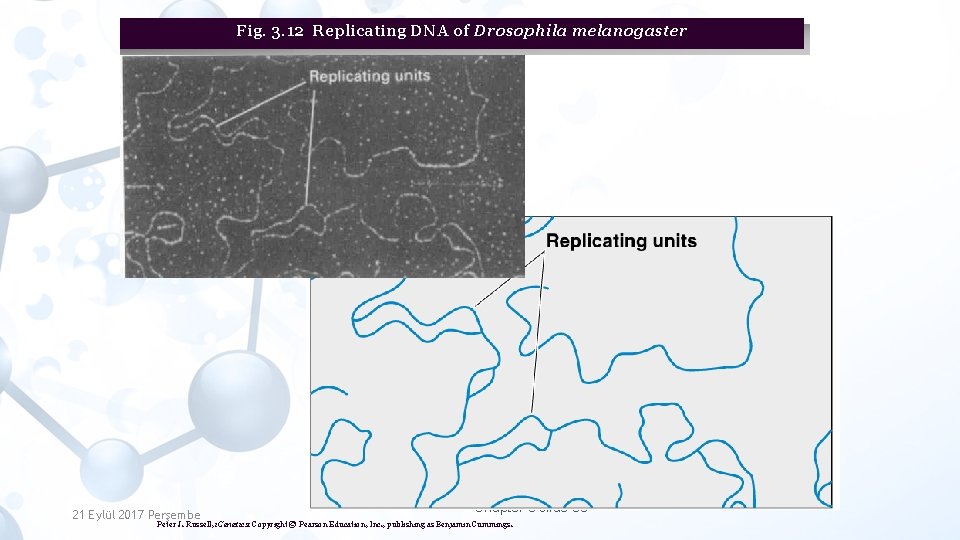 Fig. 3. 12 Replicating DNA of Drosophila melanogaster 21 Eylül 2017 Perşembe Chapter 3