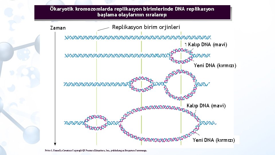 Ökaryotik kromozomlarda replikasyon birimlerinde DNA replikasyon başlama olaylarının sıralanışı Zaman Replikasyon birim orjinleri Kalıp