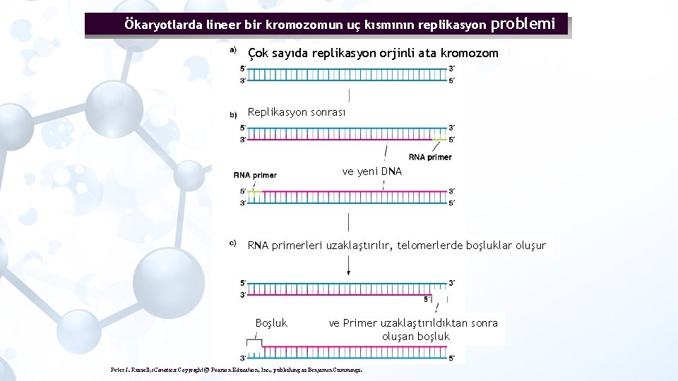 Ökaryotlarda lineer bir kromozomun uç kısmının replikasyon problemi Çok sayıda replikasyon orjinli ata kromozom