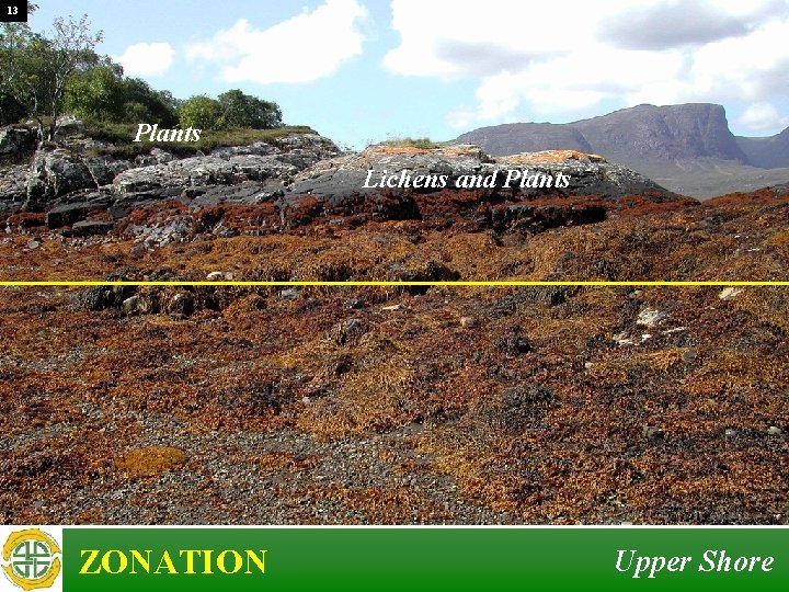 13 Plants Lichens and Plants ZONATION Upper Shore 13 Plants Lichens and Plants ZONATION Upper Shore