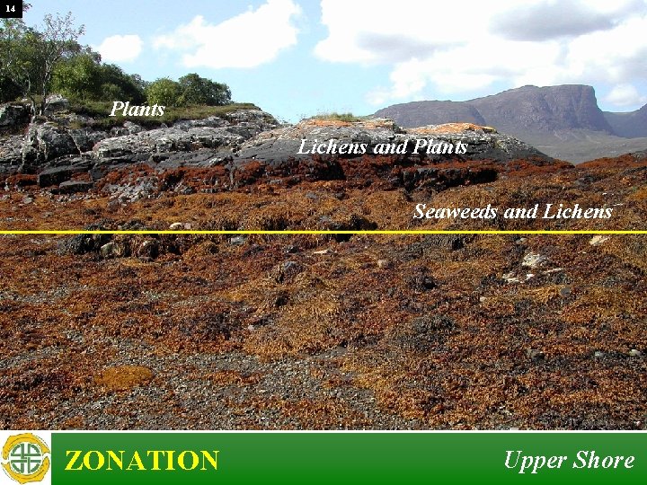 14 Plants Lichens and Plants Seaweeds and Lichens ZONATION Upper Shore 14 Plants Lichens and Plants Seaweeds and Lichens ZONATION Upper Shore