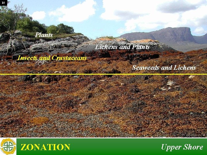 15 Plants Lichens and Plants Insects and Crustaceans Seaweeds and Lichens ZONATION Upper Shore 15 Plants Lichens and Plants Insects and Crustaceans Seaweeds and Lichens ZONATION Upper Shore