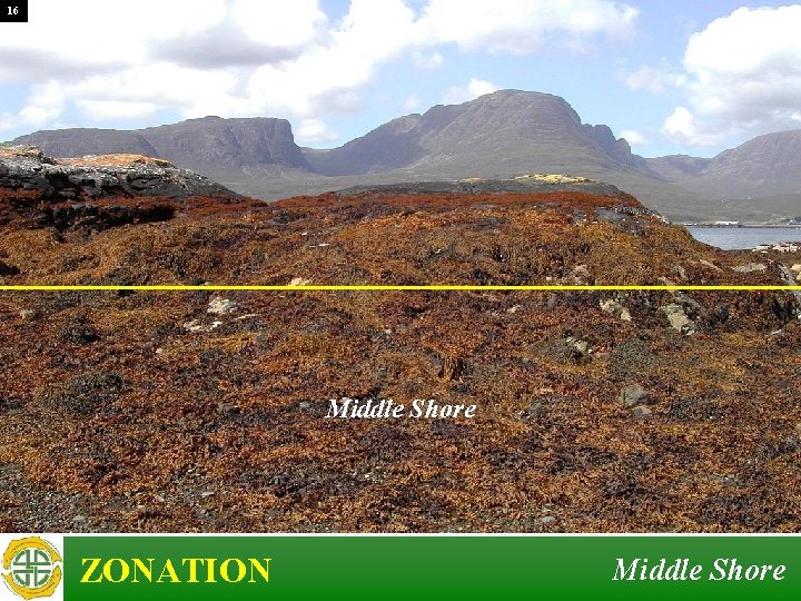 16 Middle Shore ZONATION Middle Shore 16 Middle Shore ZONATION Middle Shore