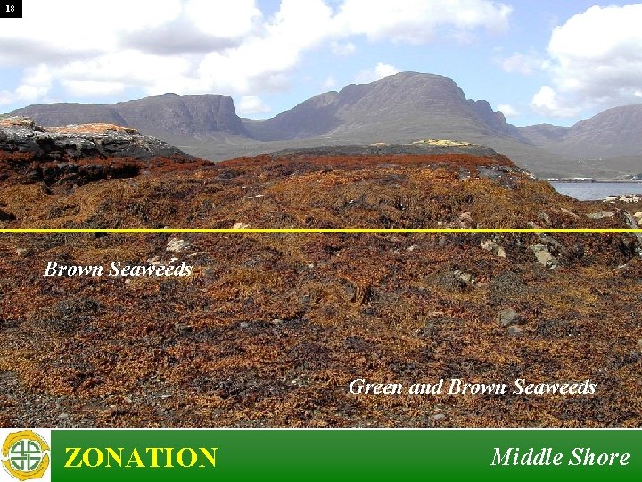 18 Brown Seaweeds Green and Brown Seaweeds ZONATION Middle Shore 18 Brown Seaweeds Green and Brown Seaweeds ZONATION Middle Shore