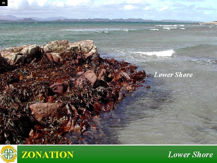 20 Lower Shore ZONATION Lower Shore 20 Lower Shore ZONATION Lower Shore