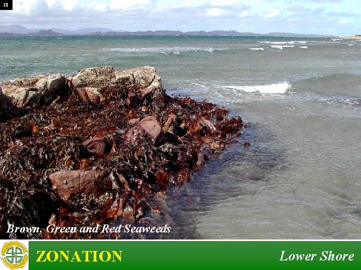 21 Brown, Green and Red Seaweeds ZONATION Lower Shore 21 Brown, Green and Red Seaweeds ZONATION Lower Shore