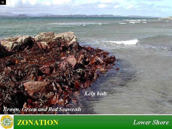 22 Kelp beds Brown, Green and Red Seaweeds ZONATION Lower Shore 22 Kelp beds Brown, Green and Red Seaweeds ZONATION Lower Shore