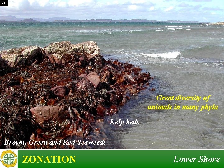23 Great diversity of animals in many phyla Kelp beds Brown, Green and Red 23 Great diversity of animals in many phyla Kelp beds Brown, Green and Red