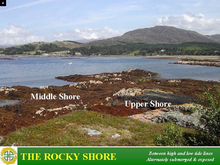 4 Middle Shore THE ROCKY SHORE Upper Shore Between high and low tide lines 4 Middle Shore THE ROCKY SHORE Upper Shore Between high and low tide lines