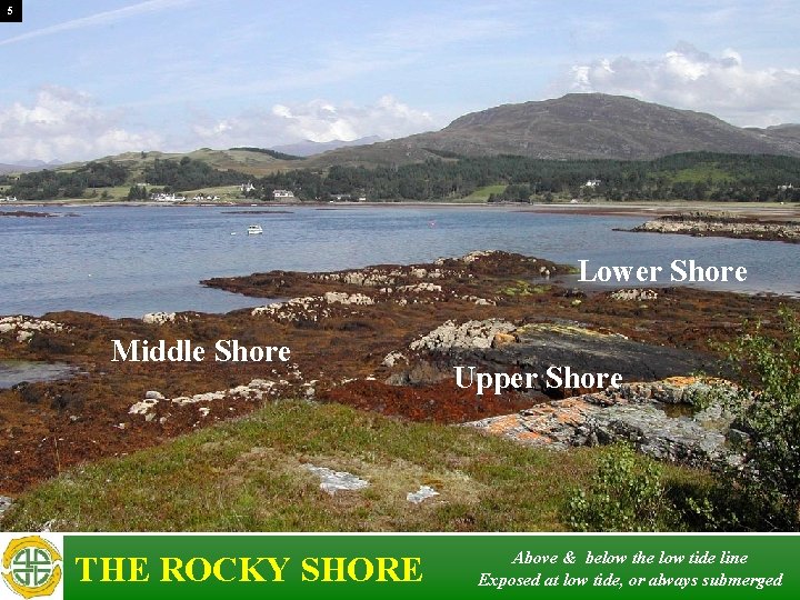 5 Lower Shore Middle Shore THE ROCKY SHORE Upper Shore Above & below the 5 Lower Shore Middle Shore THE ROCKY SHORE Upper Shore Above & below the