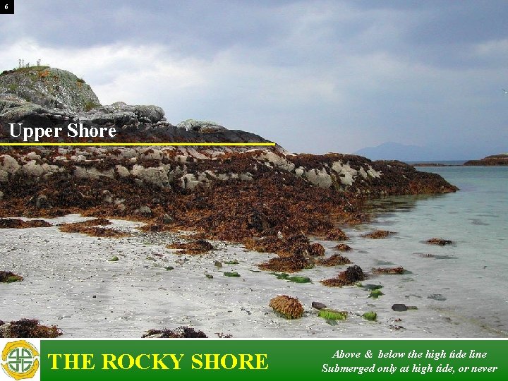6 Upper Shore THE ROCKY SHORE Above & below the high tide line Submerged 6 Upper Shore THE ROCKY SHORE Above & below the high tide line Submerged