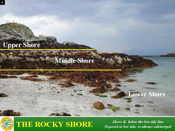 8 Upper Shore Middle Shore Lower Shore THE ROCKY SHORE Above & below the 8 Upper Shore Middle Shore Lower Shore THE ROCKY SHORE Above & below the