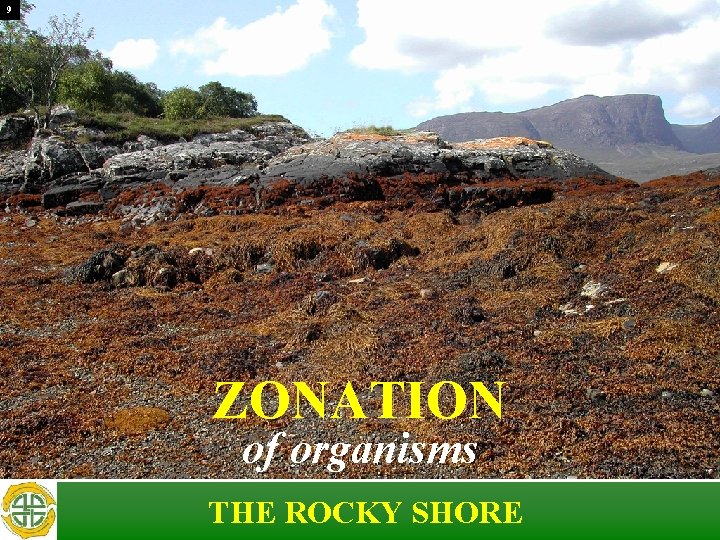 9 ZONATION of organisms THE ROCKY SHORE 9 ZONATION of organisms THE ROCKY SHORE