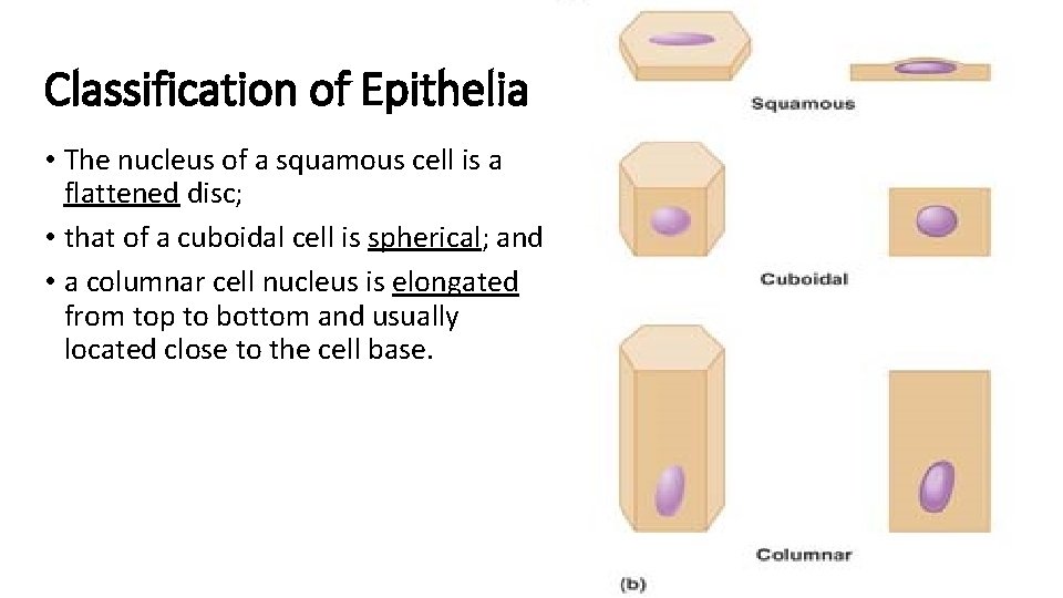 Classification of Epithelia • The nucleus of a squamous cell is a flattened disc; Classification of Epithelia • The nucleus of a squamous cell is a flattened disc;