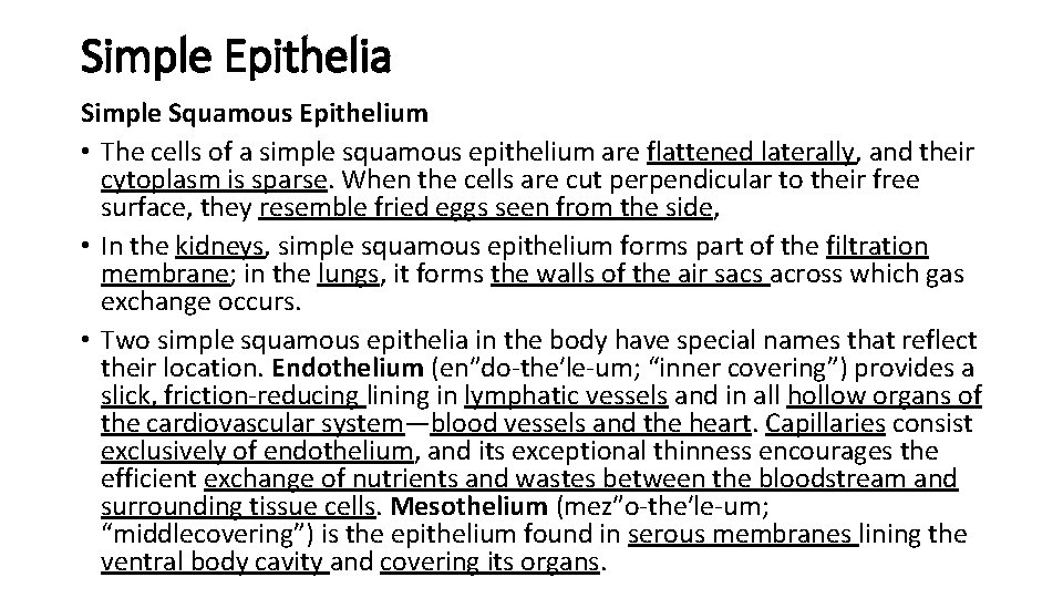 Simple Epithelia Simple Squamous Epithelium • The cells of a simple squamous epithelium are Simple Epithelia Simple Squamous Epithelium • The cells of a simple squamous epithelium are