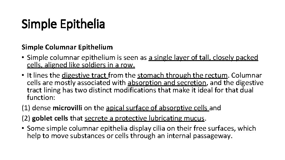 Simple Epithelia Simple Columnar Epithelium • Simple columnar epithelium is seen as a single Simple Epithelia Simple Columnar Epithelium • Simple columnar epithelium is seen as a single