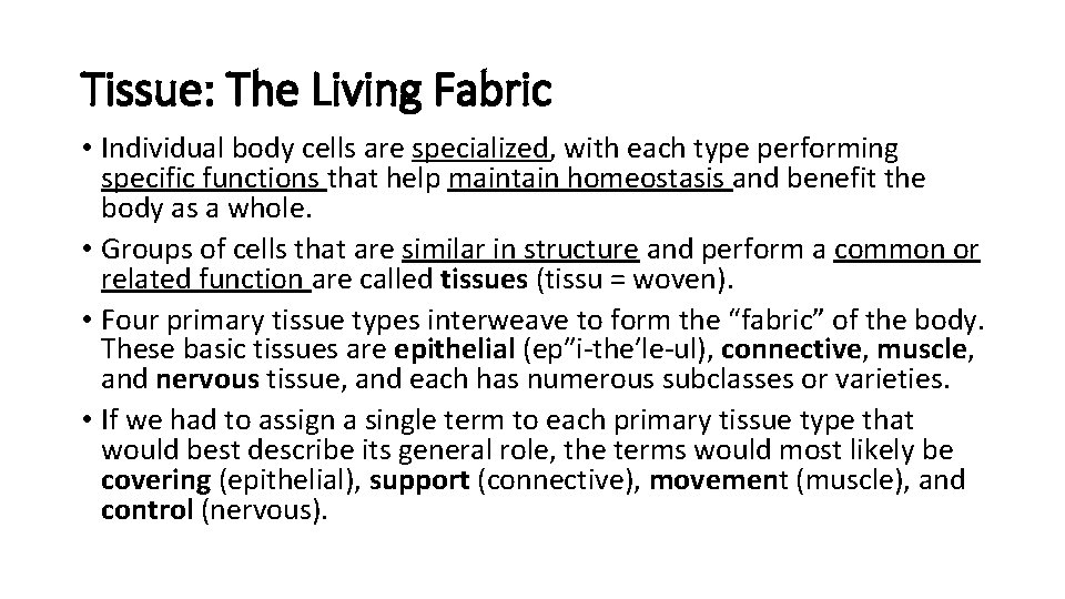 Tissue: The Living Fabric • Individual body cells are specialized, with each type performing Tissue: The Living Fabric • Individual body cells are specialized, with each type performing