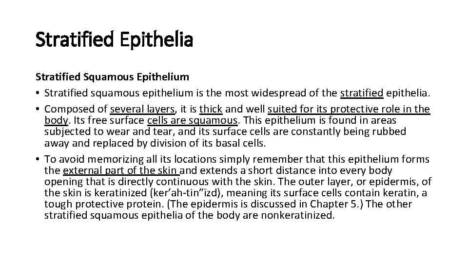 Stratified Epithelia Stratified Squamous Epithelium • Stratified squamous epithelium is the most widespread of Stratified Epithelia Stratified Squamous Epithelium • Stratified squamous epithelium is the most widespread of