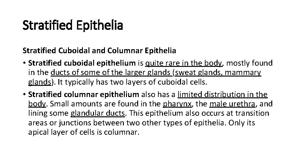 Stratified Epithelia Stratified Cuboidal and Columnar Epithelia • Stratified cuboidal epithelium is quite rare Stratified Epithelia Stratified Cuboidal and Columnar Epithelia • Stratified cuboidal epithelium is quite rare