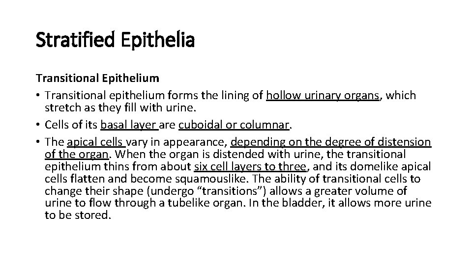 Stratified Epithelia Transitional Epithelium • Transitional epithelium forms the lining of hollow urinary organs, Stratified Epithelia Transitional Epithelium • Transitional epithelium forms the lining of hollow urinary organs,