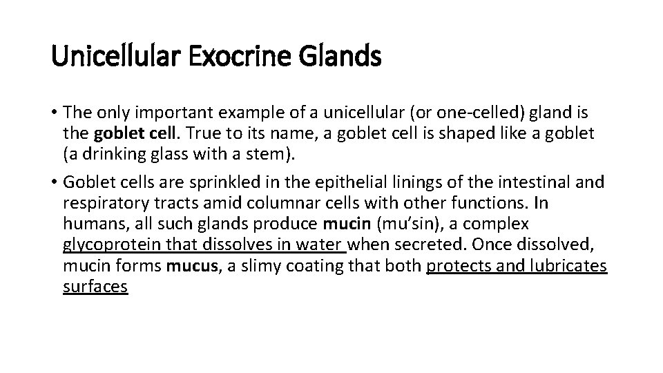 Unicellular Exocrine Glands • The only important example of a unicellular (or one-celled) gland Unicellular Exocrine Glands • The only important example of a unicellular (or one-celled) gland