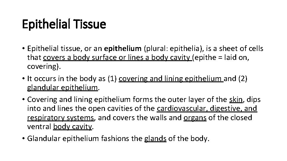 Epithelial Tissue • Epithelial tissue, or an epithelium (plural: epithelia), is a sheet of Epithelial Tissue • Epithelial tissue, or an epithelium (plural: epithelia), is a sheet of