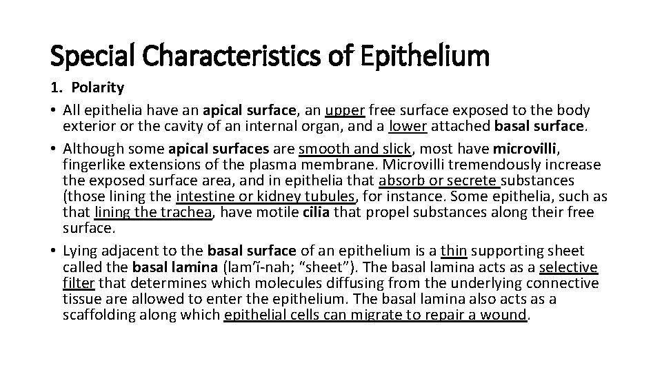 Special Characteristics of Epithelium 1. Polarity • All epithelia have an apical surface, an Special Characteristics of Epithelium 1. Polarity • All epithelia have an apical surface, an