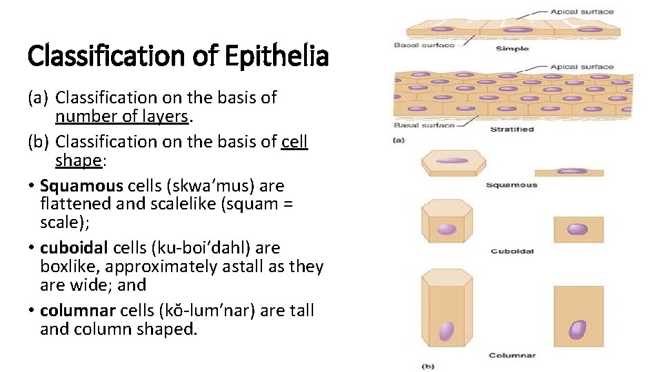 Classification of Epithelia (a) Classification on the basis of number of layers. (b) Classification Classification of Epithelia (a) Classification on the basis of number of layers. (b) Classification