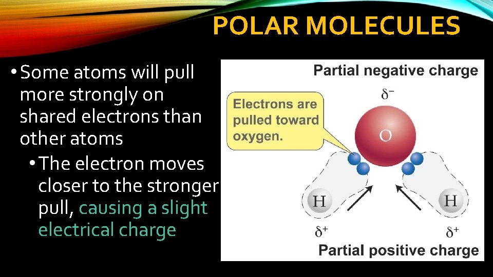 POLAR MOLECULES • Some atoms will pull more strongly on shared electrons than other