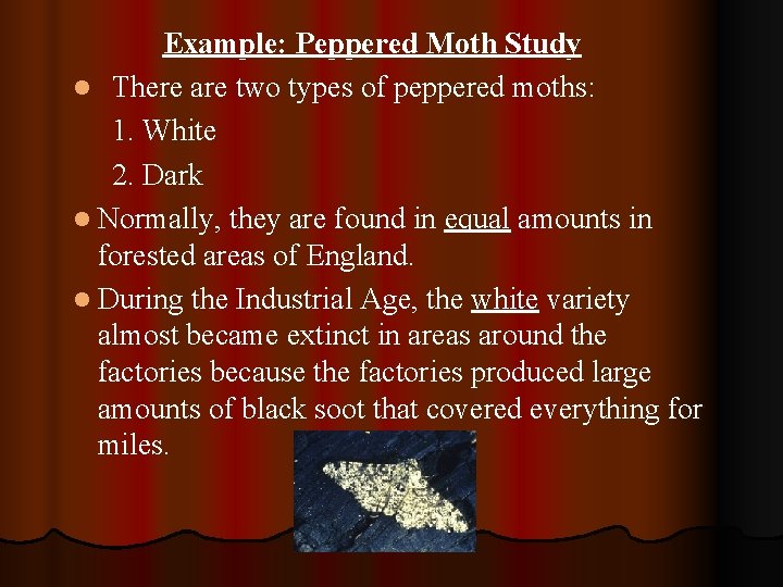 Example: Peppered Moth Study l There are two types of peppered moths: 1. White