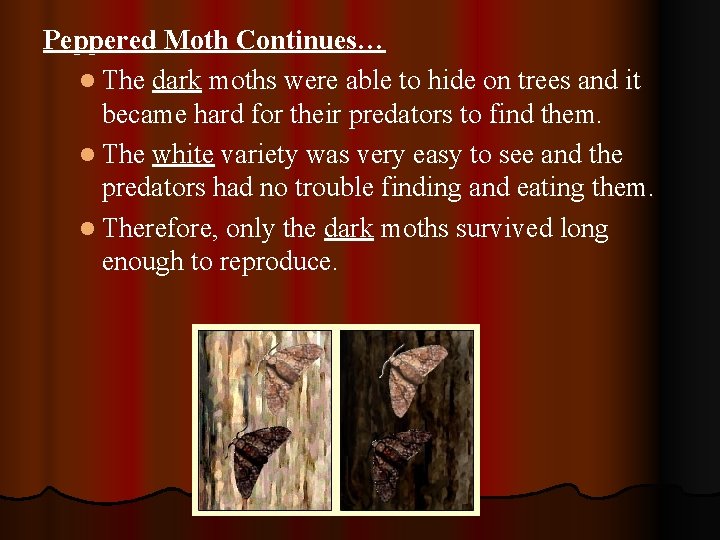 Peppered Moth Continues… l The dark moths were able to hide on trees and