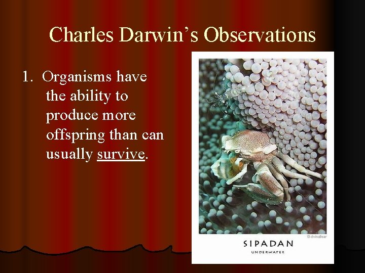 Charles Darwin’s Observations 1. Organisms have the ability to produce more offspring than can